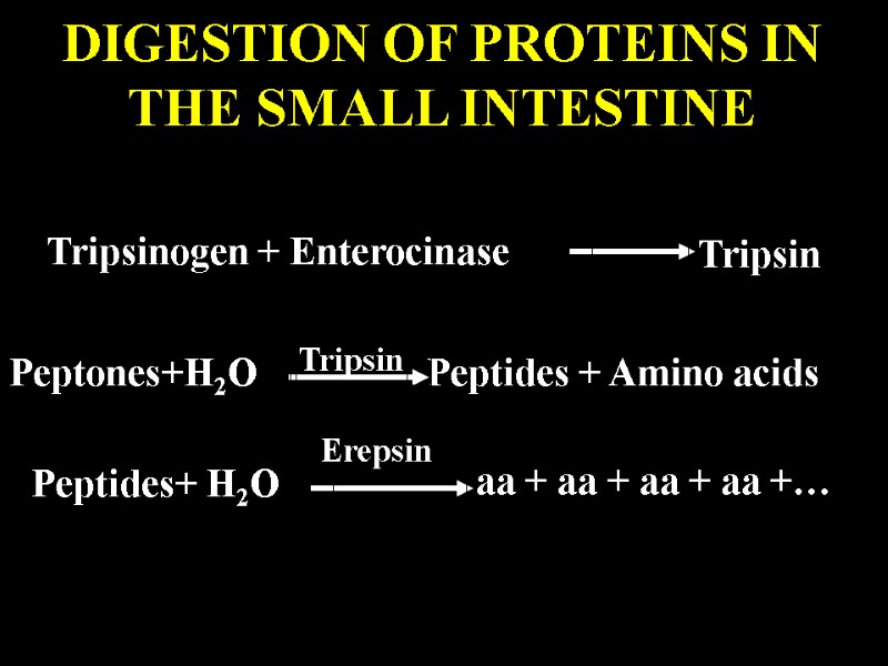 DIGESTION OF PROTEINS IN THE SMALL INTESTINE Tripsinogen + Enterocinase    